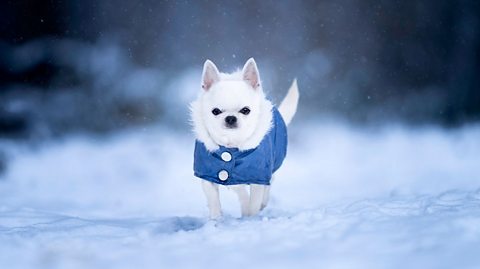 A white chihuahua dog wears a blue coat in the snow