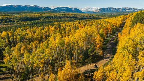 Travel Alberta The trail is relatively flat and accessible to walkers, cyclists, ATV riders and cross-country skiers (Credit: Travel Alberta)