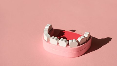 Wooden model of lower mouth with teeth