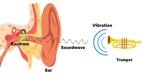 Diagram showing how sound travels. On the right, a yellow trumpet produces curved blue lines labelled vibration. These create a wavy line labelled soundwave moving towards an ear on the left. Inside the ear, the soundwave reaches the eardrum.