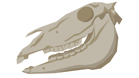 A horse's skull