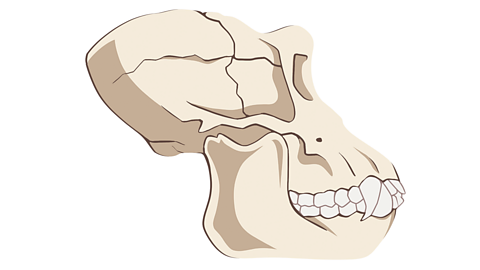 The skull of a chimpanzee
