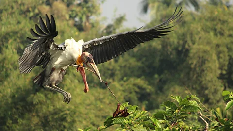Hargila Army The Greater Adjutant Stork is traditionally seen as a bad omen across many parts of India (Credit: Hargila Army)