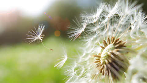 Dandelion seeds