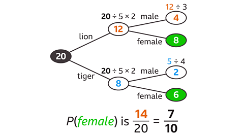 A completed tree diagram starting with 20 animals, branching into lions (12) and tigers (8). Each branch then splits into male and female. For lions: 4 males and 8 females. For tigers: 2 males and 6 females. Female values (8 and 6) are highlighted in green. Below the diagram is the calculation “P(female) is 14/20 = 7/10”.