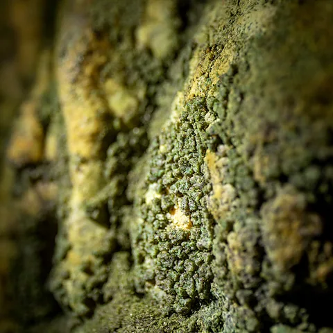 Lars Behrendt Researchers found thick green biofilms deep inside the caves, even in the absence of actual light (Credit: Lars Behrendt)