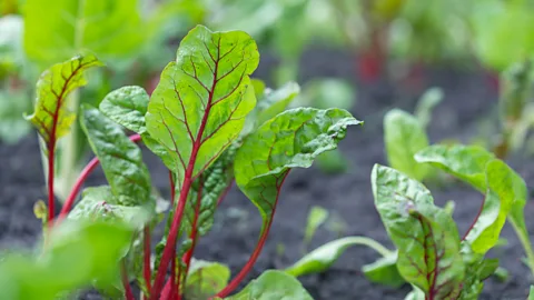 Getty Images Swiss chard helps lower blood pressure, improves blood flow and heals the lining of blood vessels, expert say (Credit: Getty Images)