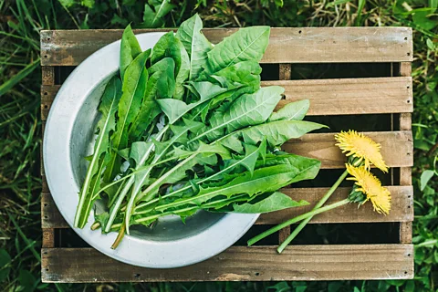 Getty Images Many gardeners see dandelions as a weed, but the leaves are packed with compounds that have anti-inflammatory properties (Credit: Getty Images)