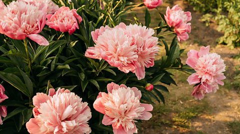 Peony flowers in bloom 