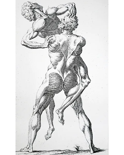 Alamy A 1741 anatomical drawing of two skinless figures wrestling echoes a 16th-Century sculpture of Hercules and Antaeus (Credit: Alamy)