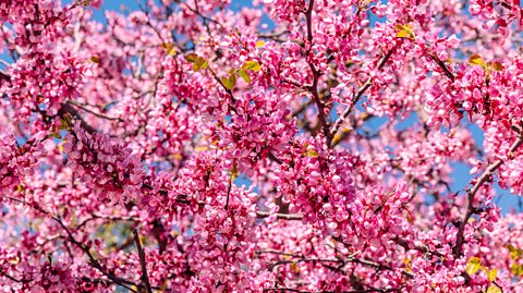 Pink blossom flowers on a tree