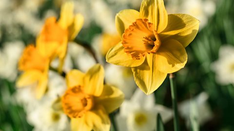 Daffodils