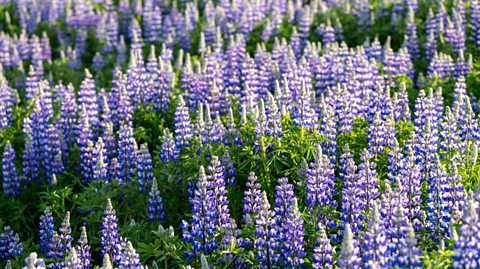 Lupins 