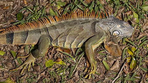 A green, black and orange iguana laid prone on the ground. It appears to be frozen solid