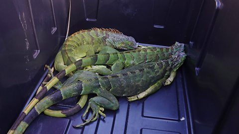 Three green iguanas in a seemingly frozen state on their way to receive recovery aid, placed in a box