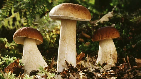 Getty Images In the wild, fungi species like the king bolete can naturally accumulate rare earth elements (Credit: Getty Images)