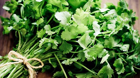 A bunch of coriander