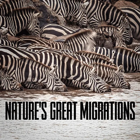Nature's Great Migrations
