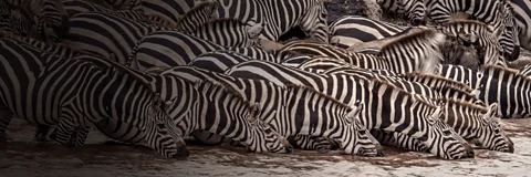 Nature's Great Migrations