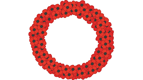A wreath of red poppies