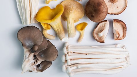 A selection of mushrooms