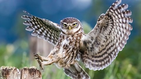 A brown and cream owl with a sharp yellow beak and bold yellow eyes has its wings spread as it is about to land and hook its claws onto wood in a field