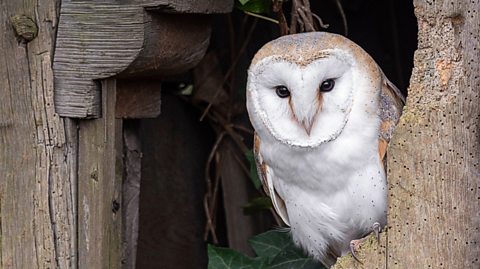 A Barn Owl, which predominantly has white feathers as well as some brown, sits inside a barn