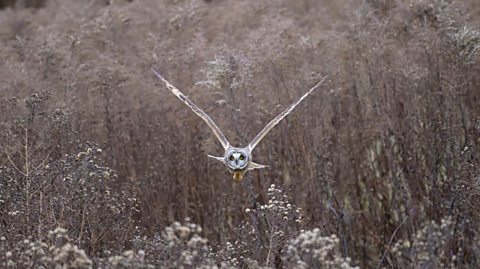 A grey owl in a forest during winter flies over the scenery with a wide wingspan
