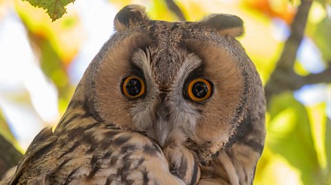A close up of a small owl with light brown feathers and a small beak, with striking yellow eyes and big black pupils