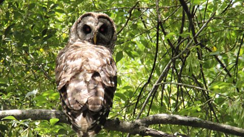 A grey owl sits on a tree branch. Its head is turned right around to look at the camera as its body faces the other way