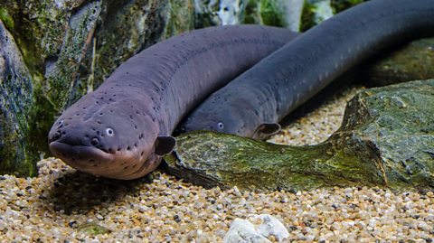 Two electric eels rest on a gravel bed