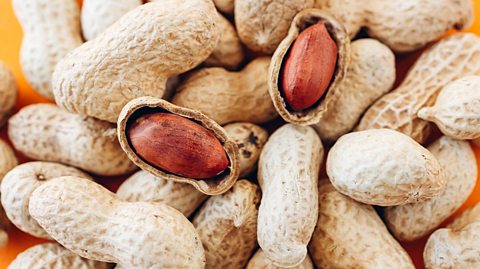 A pile of shell on peanuts with two open to shoe the peanuts inside