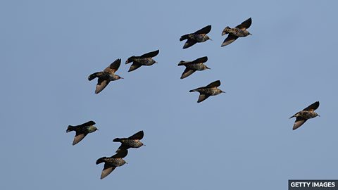 Thousands of starlings form a stunning murmuration 椋鸟群舞：上万只椋鸟构成壮丽奇观