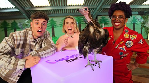 Watch the Live Lesson NOW!