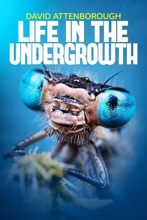 Life in the Undergrowth