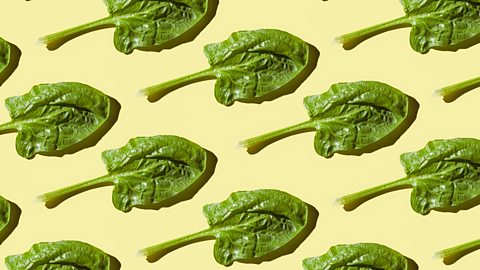 Spinach leaves laid out in rows on a yellow background