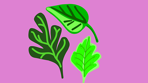 The Adventures of Lily Leafhopper