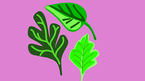 A pink background with three different shapes leaves in the centre