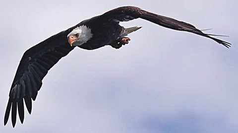 Image of an eagle flying.