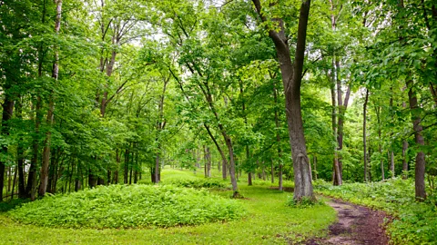 Getty Images The Ho-Chunk left more than 4,000 effigy mounds across Wisconsin (Credit: Getty Images)