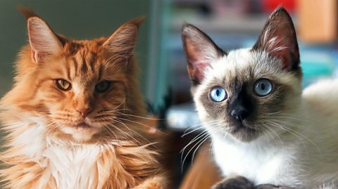 An orange Maine Coon cat and a Siamese cat