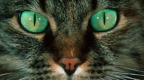 A close-up of a cat's green eyes