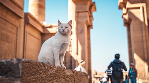 A stray cat sat atop a wall at Philae Temple in Egypt