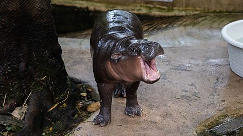 Moo Deng opens her mouth during a celebration for her first birthday at the Khao Kheow Open Zoo on July 10, 2025 in Pattaya, Thailand. The event is part of a four day festival honouring Thailand’s viral baby pygmy hippo, whose playful personality has captured international attention.