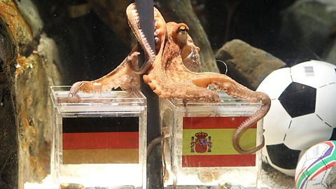 An octopus named Paul sits on a box with decorated with a Spanish flag and a shell inside on July 6, 2010 at the Sea Life aquarium in Oberhausen, western Germany