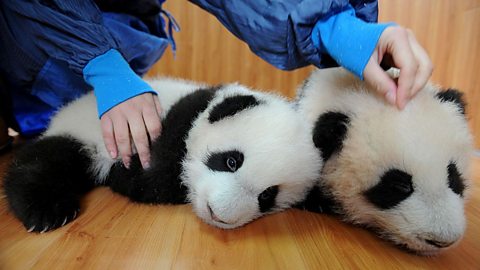 carer looks after twin Giant panda cubs at the China Giant Panda Protection and Research Center in Yaan of Sichuan Province, China