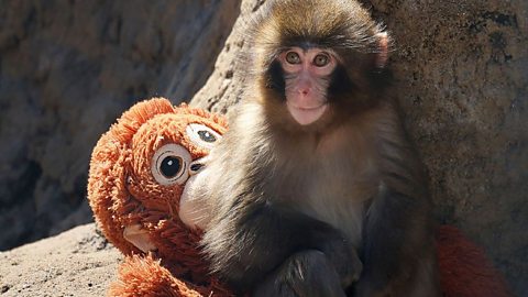 Punch, a seven-month-old macaque who was given a toy orangutan after being abandoned by his mother