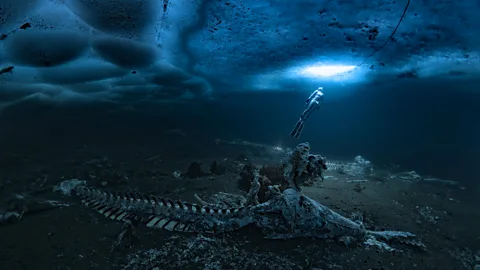 Alex Dawson A single whale carcass can support hundreds of species in the deep ocean (Credit: Alex Dawson)