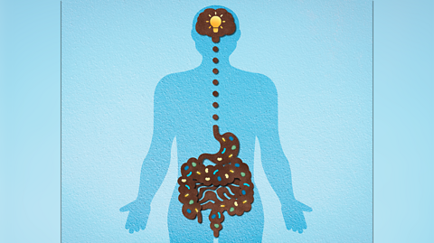 A blue illustration of a body representing the brain-gut axis. Inside the body is a brown graphic showing the brain connected to the intestines 