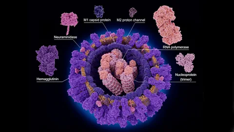 Getty Images Six different proteins build up the structure of the influenza virus (Credit: Getty Images)